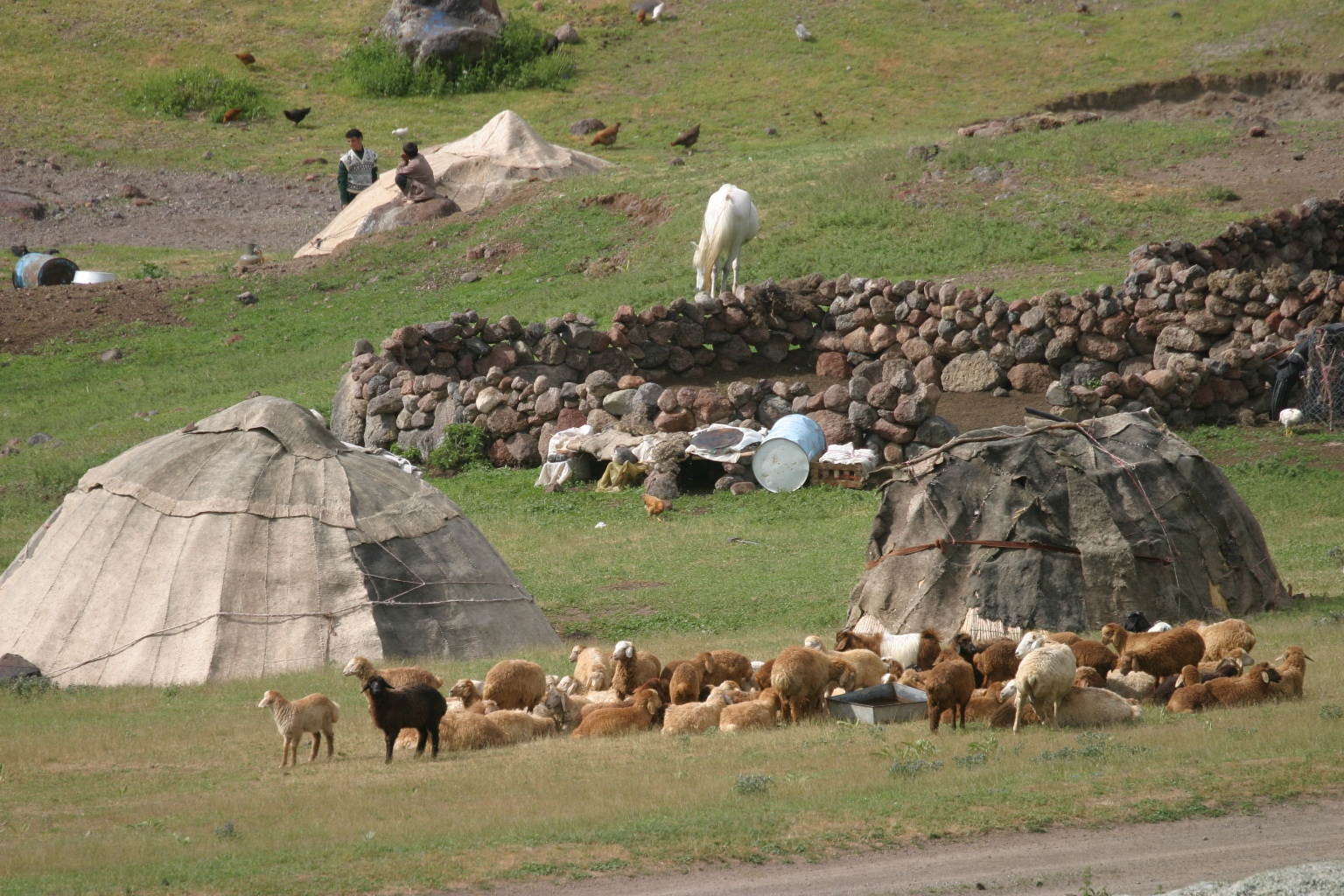 What Is Meant By Nomadic Pastoralists